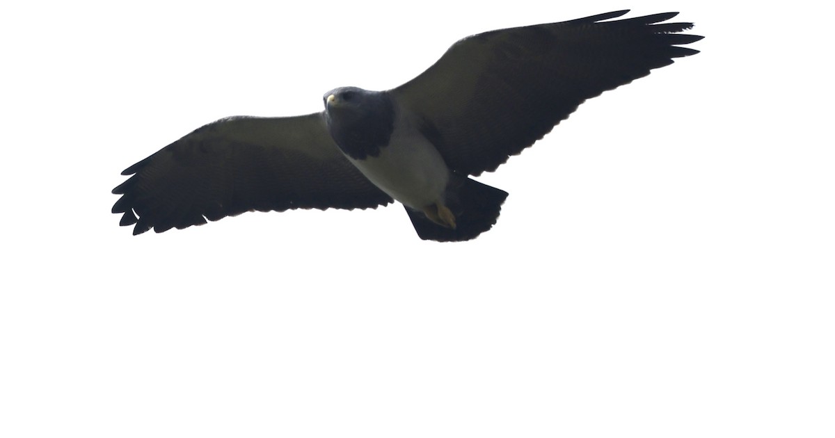 Black-chested Buzzard-Eagle - ML613324220