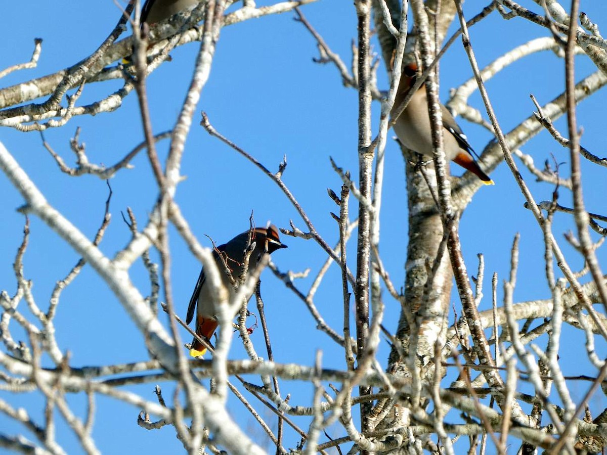 Bohemian Waxwing - ML613324235