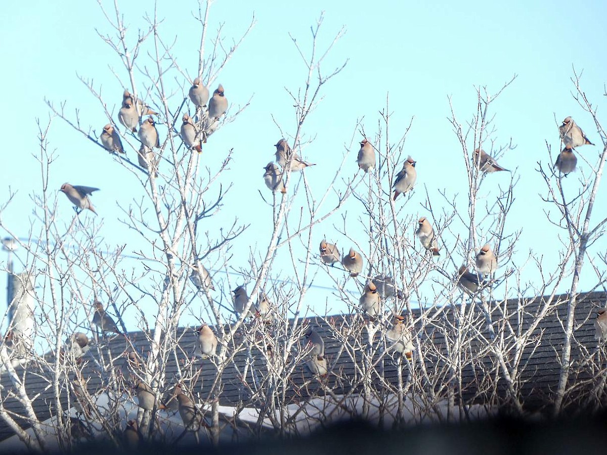 Bohemian Waxwing - ML613324237