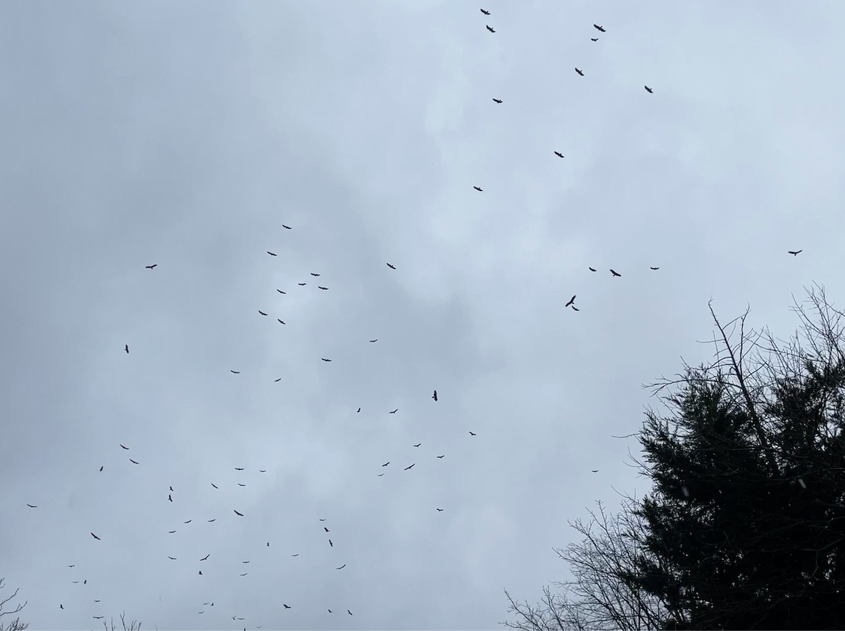 Turkey Vulture - ML613324262