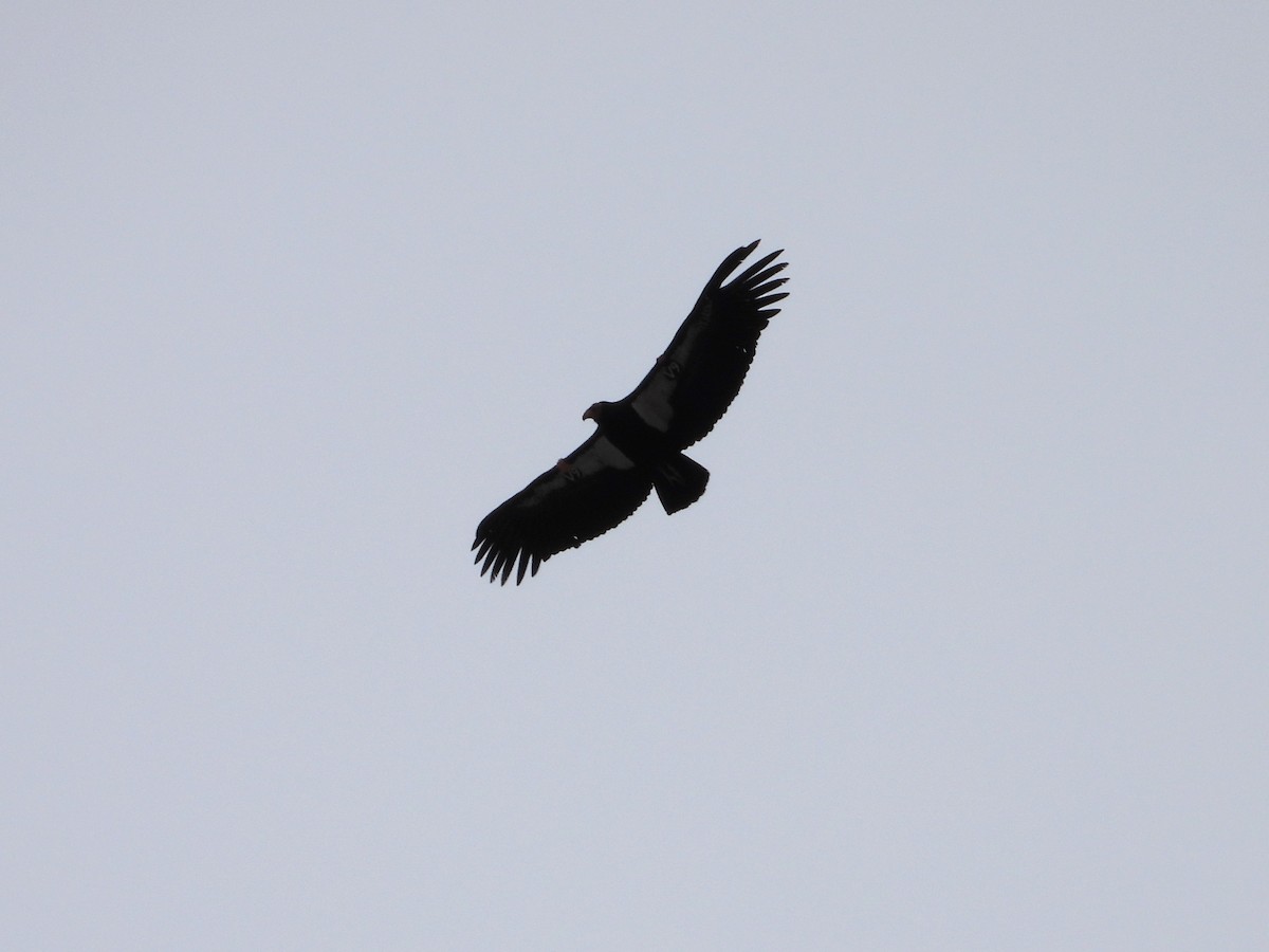 California Condor - ML613324281