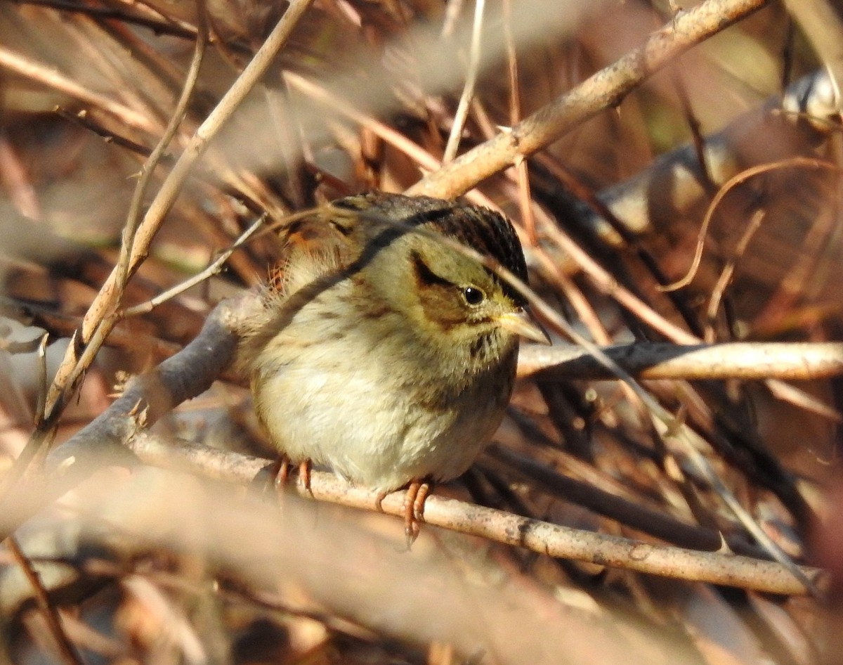 Swamp Sparrow - ML613324369