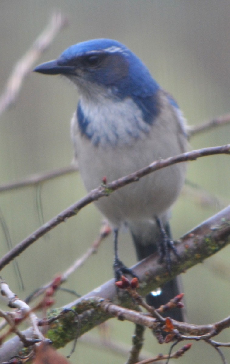 カリフォルニアカケス - ML613324443