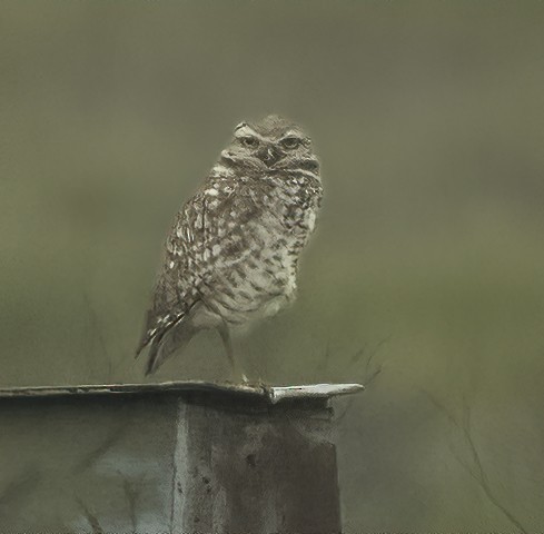 Burrowing Owl - ML613324576