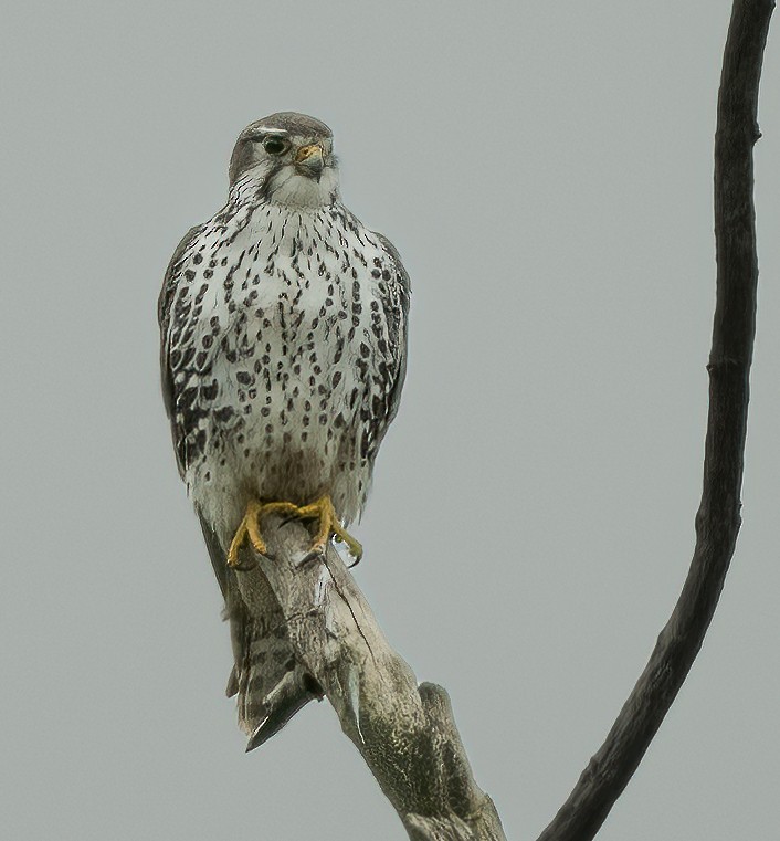 Prairie Falcon - ML613324615