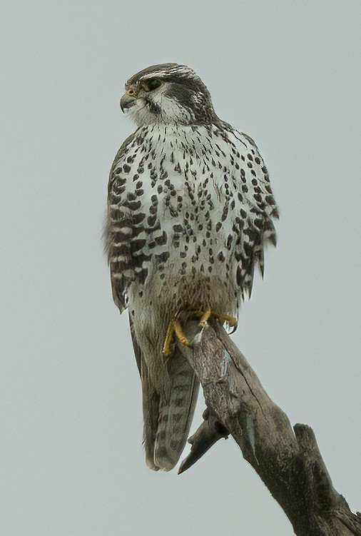 Prairie Falcon - ML613324616