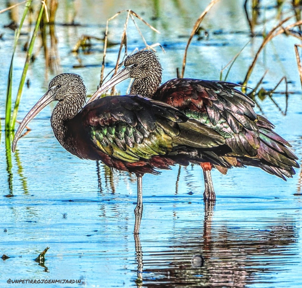 Glossy Ibis - ML613324627
