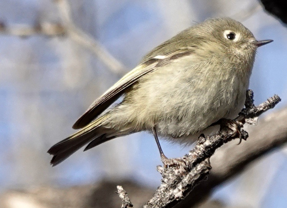 Ruby-crowned Kinglet - ML613324629