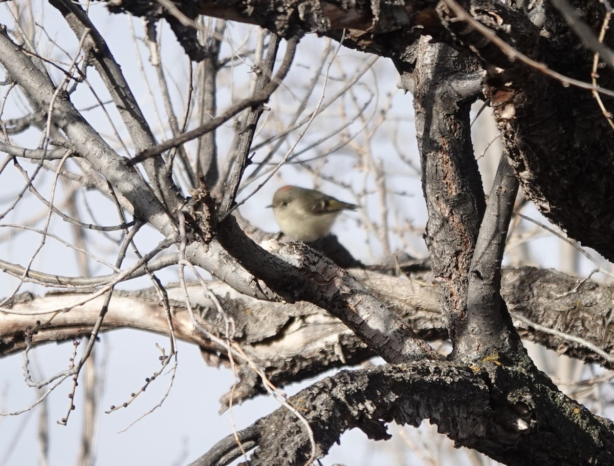 Ruby-crowned Kinglet - ML613324630