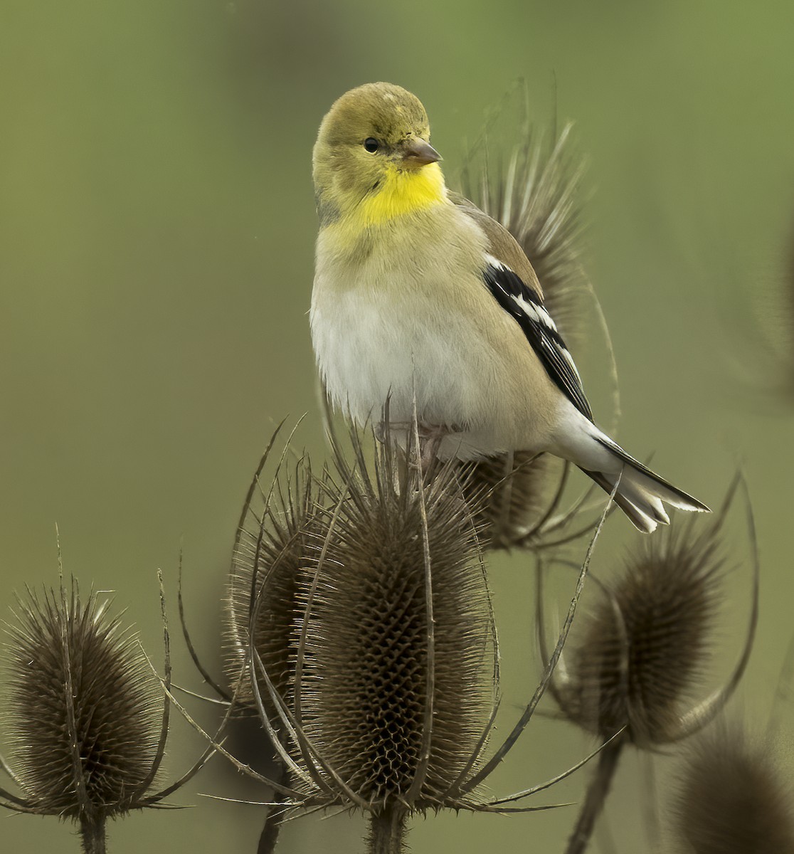 American Goldfinch - ML613324644