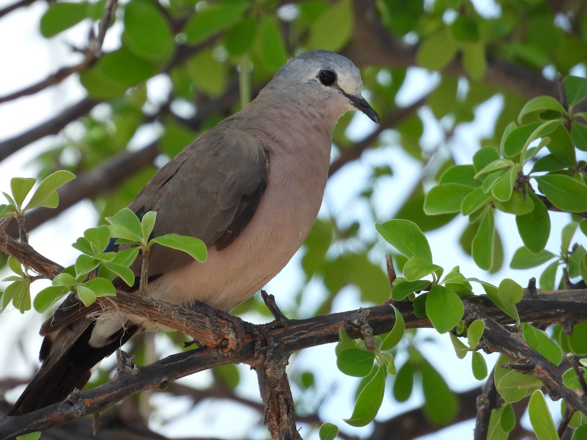 Emerald-spotted Wood-Dove - ML613324647