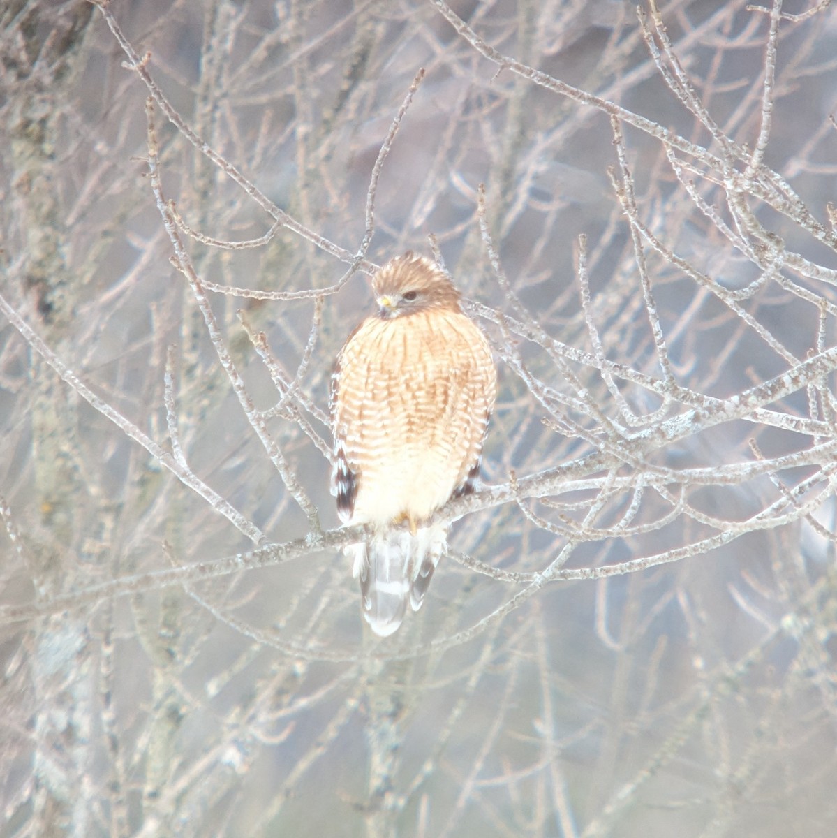 Red-shouldered Hawk - ML613324685