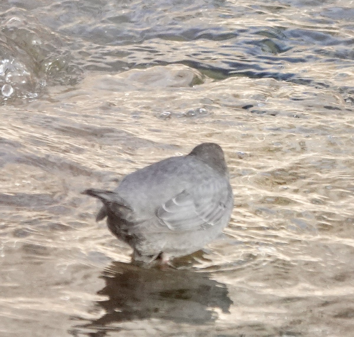 אמודאי אמריקני - ML613324837