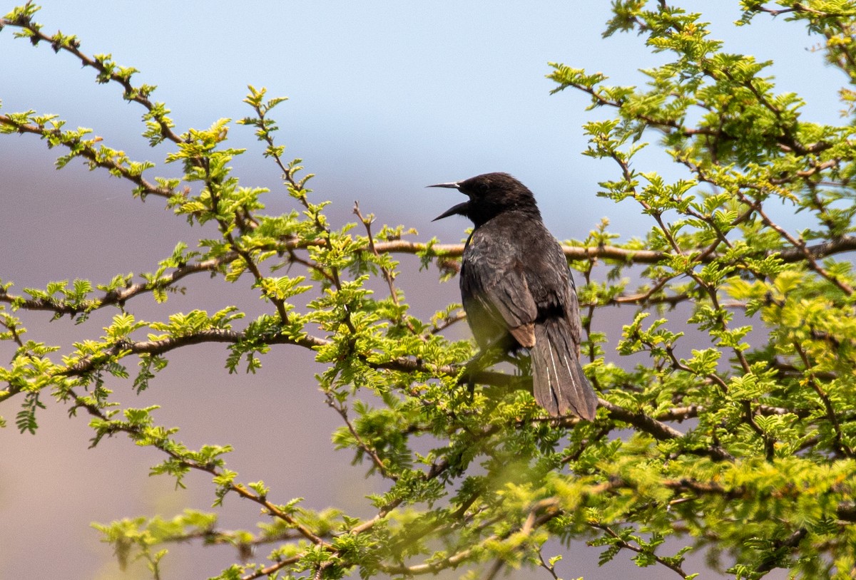 Yellow-winged Blackbird - Mhairi McFarlane