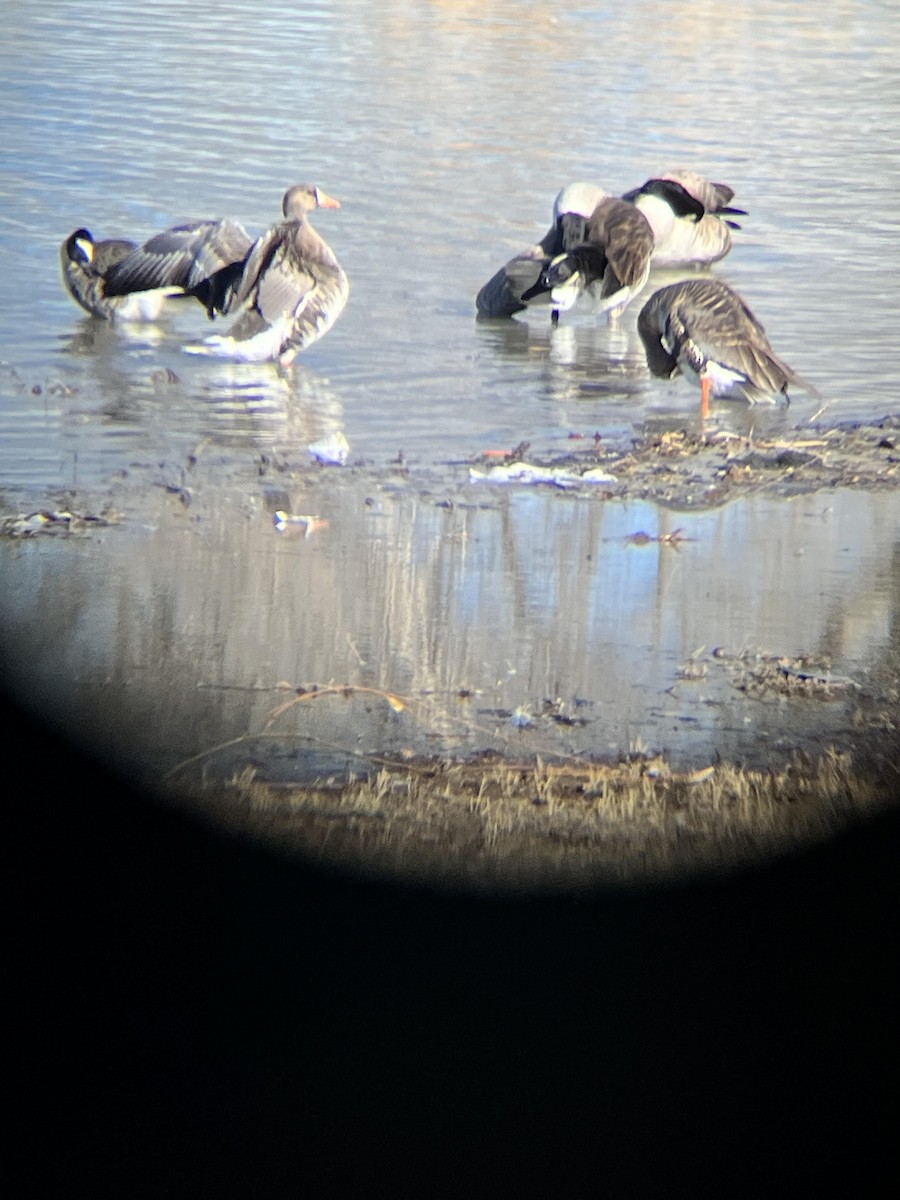 Greater White-fronted Goose - ML613324998