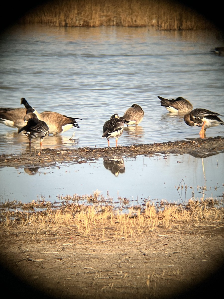 Greater White-fronted Goose - ML613325000
