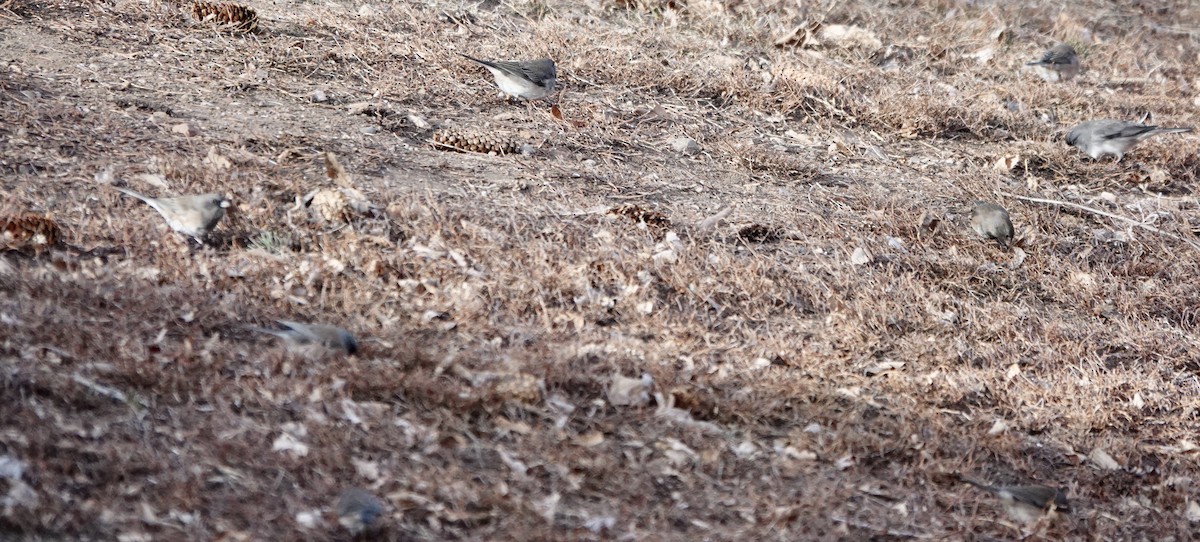 Dark-eyed Junco (Pink-sided) - ML613325005