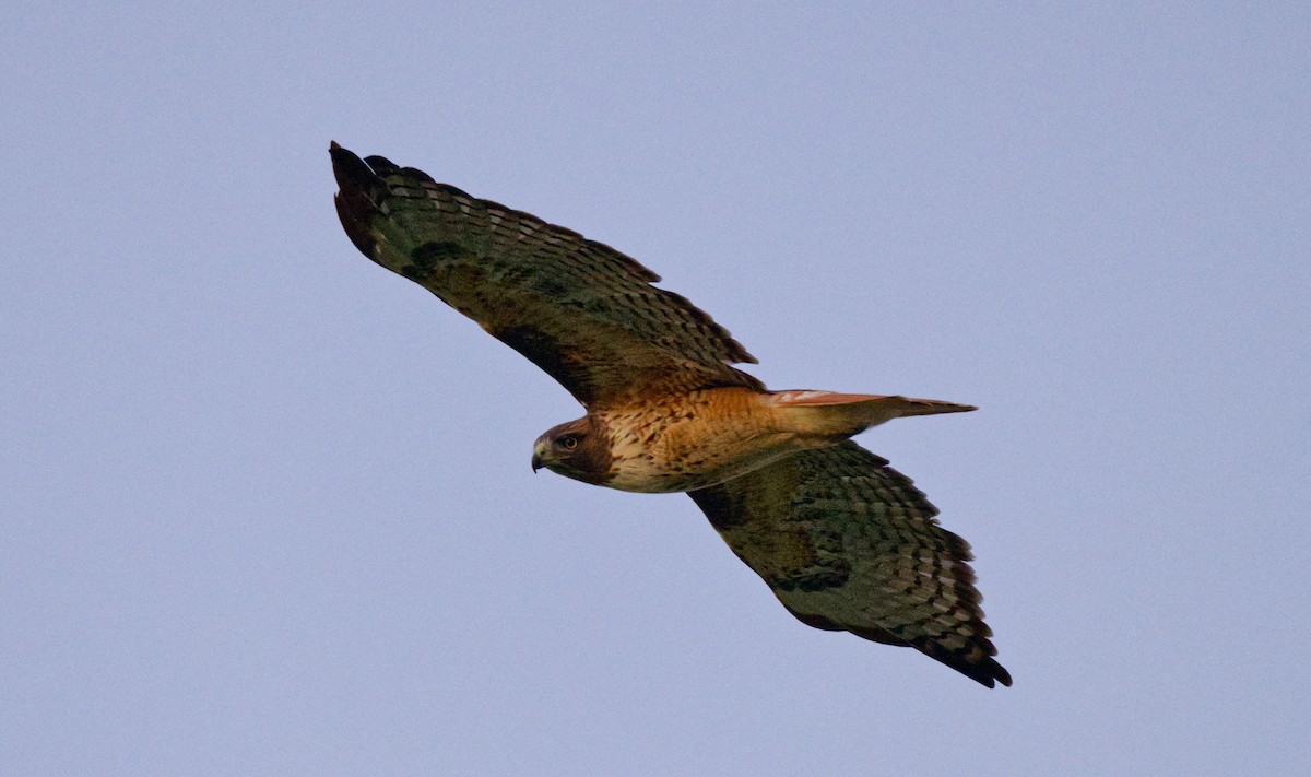 Red-tailed Hawk - ML613325006