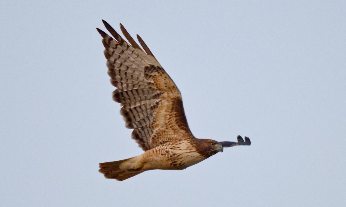 Red-tailed Hawk - ML613325012