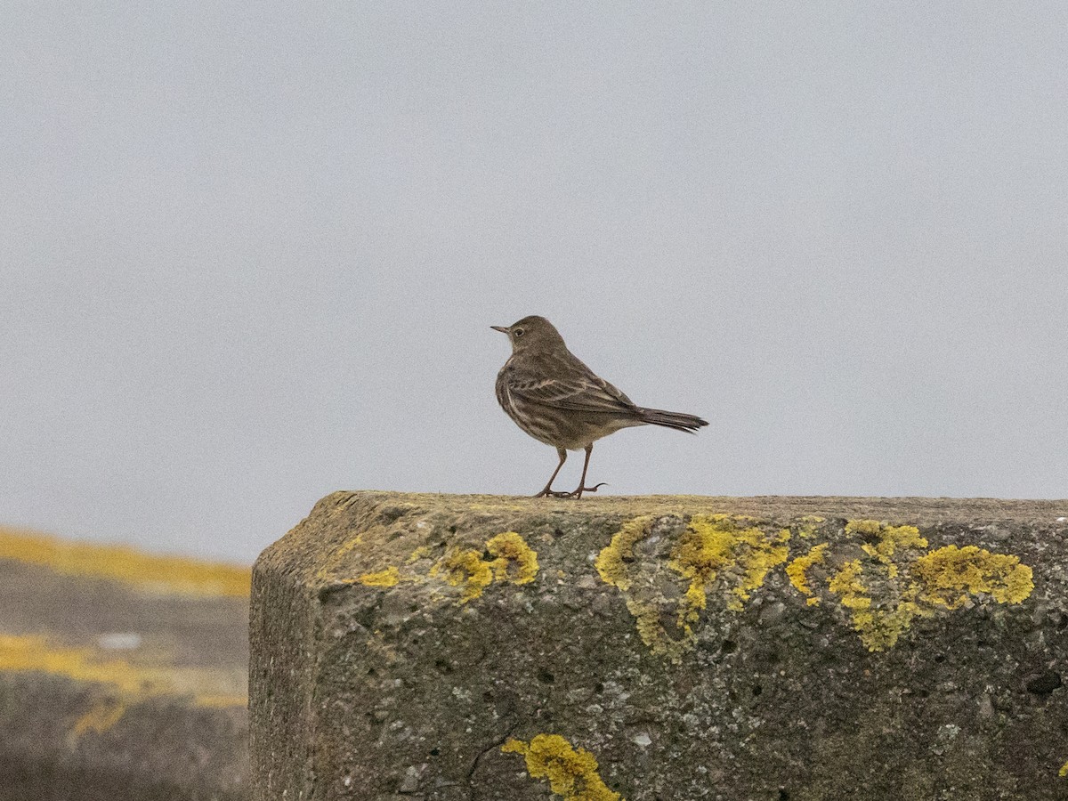 Rock Pipit - ML613325124