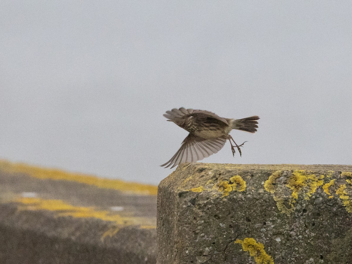 Rock Pipit - ML613325125