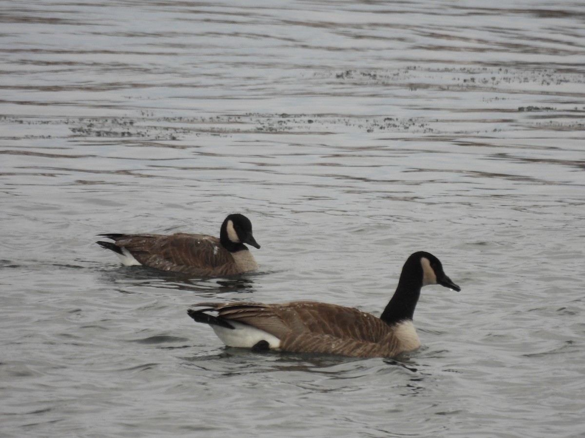 Cackling Goose - Lara Fitzpatrick