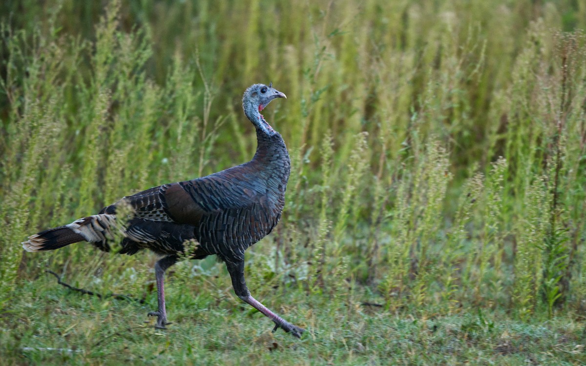 Wild Turkey - Travis Vance