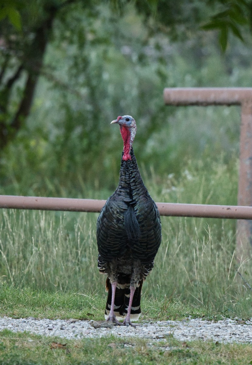 Wild Turkey - Travis Vance