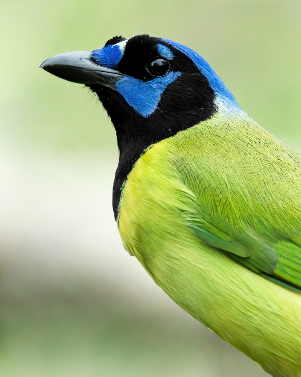 Green Jay (Green) - ML613325221