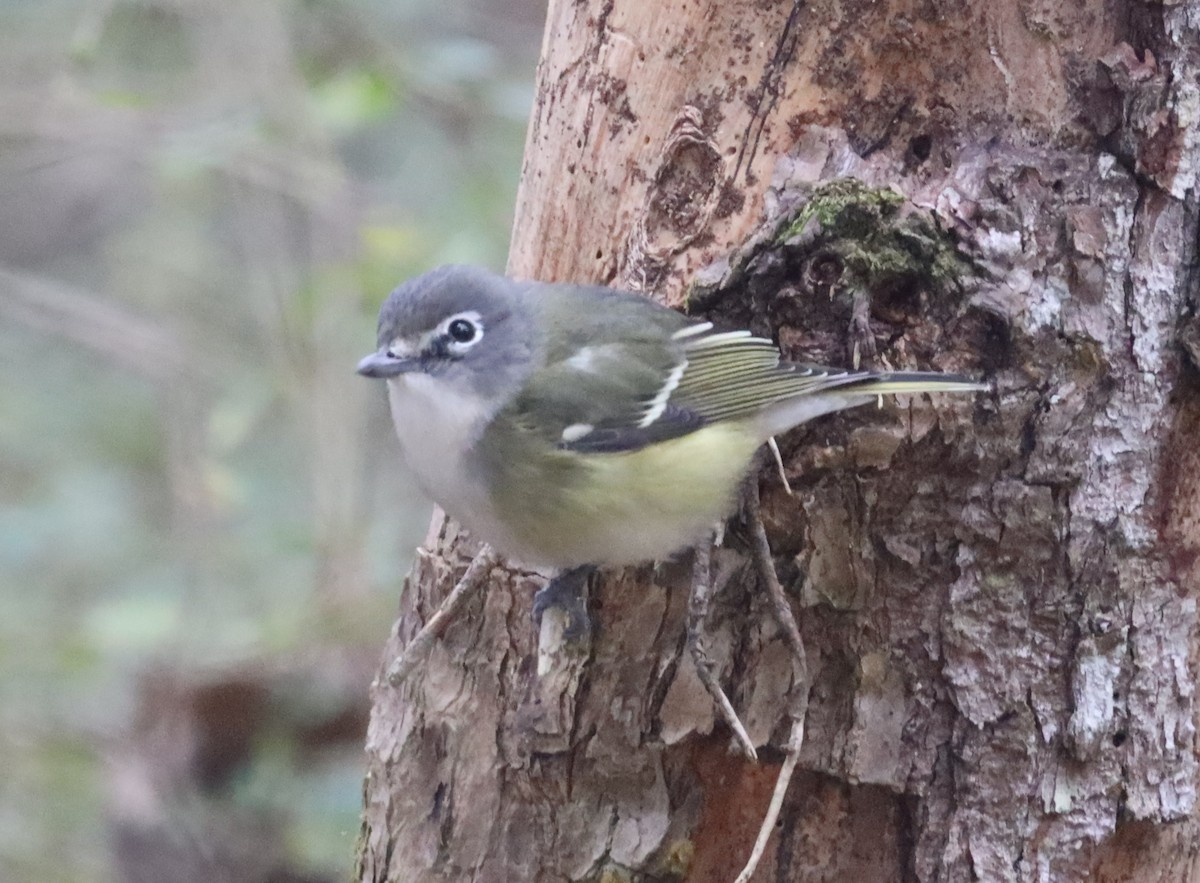 Vireo Solitario - ML613325247