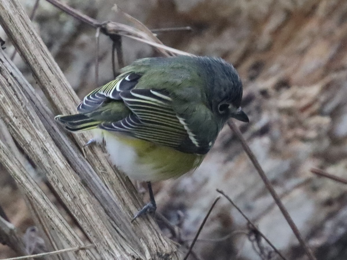 Vireo Solitario - ML613325259