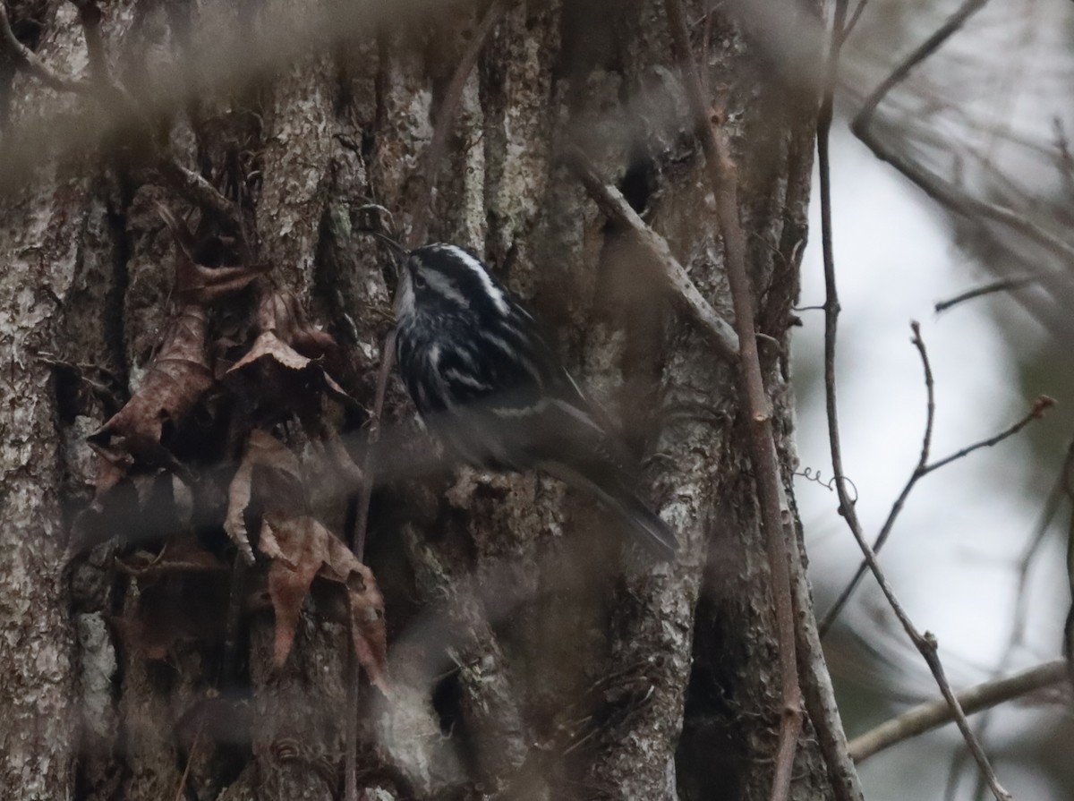 Black-and-white Warbler - Daphne Asbell