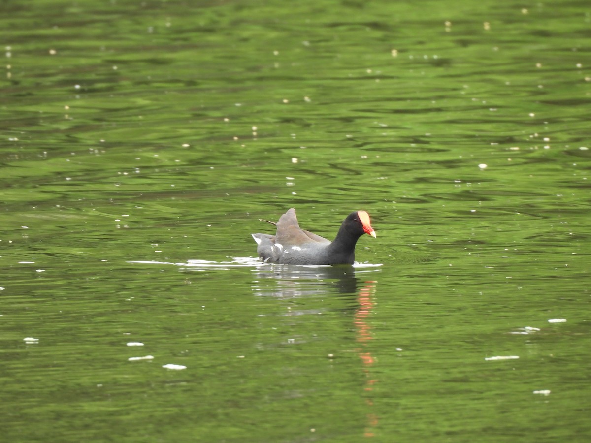 Common Gallinule - ML613325418