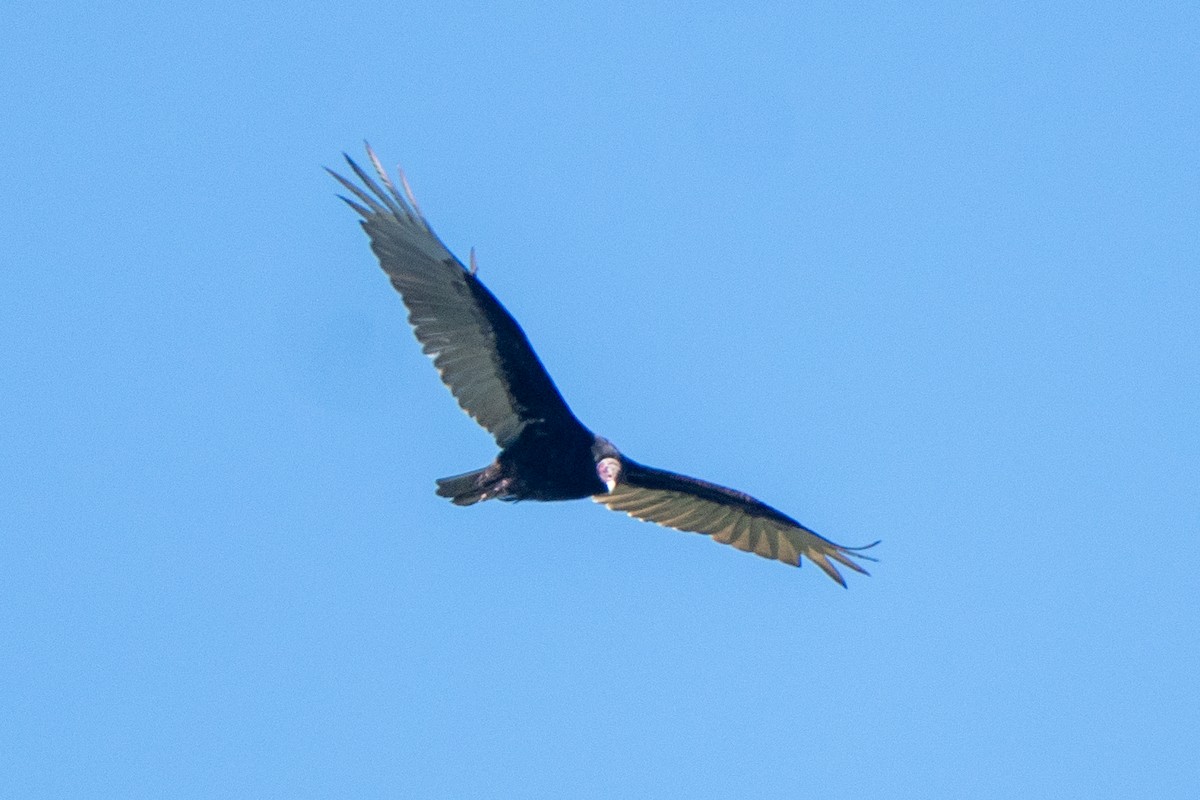 Turkey Vulture - ML613325435