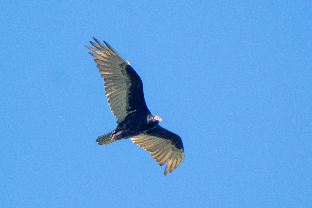 Turkey Vulture - ML613325440