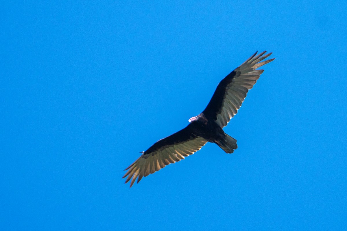 Turkey Vulture - ML613325441