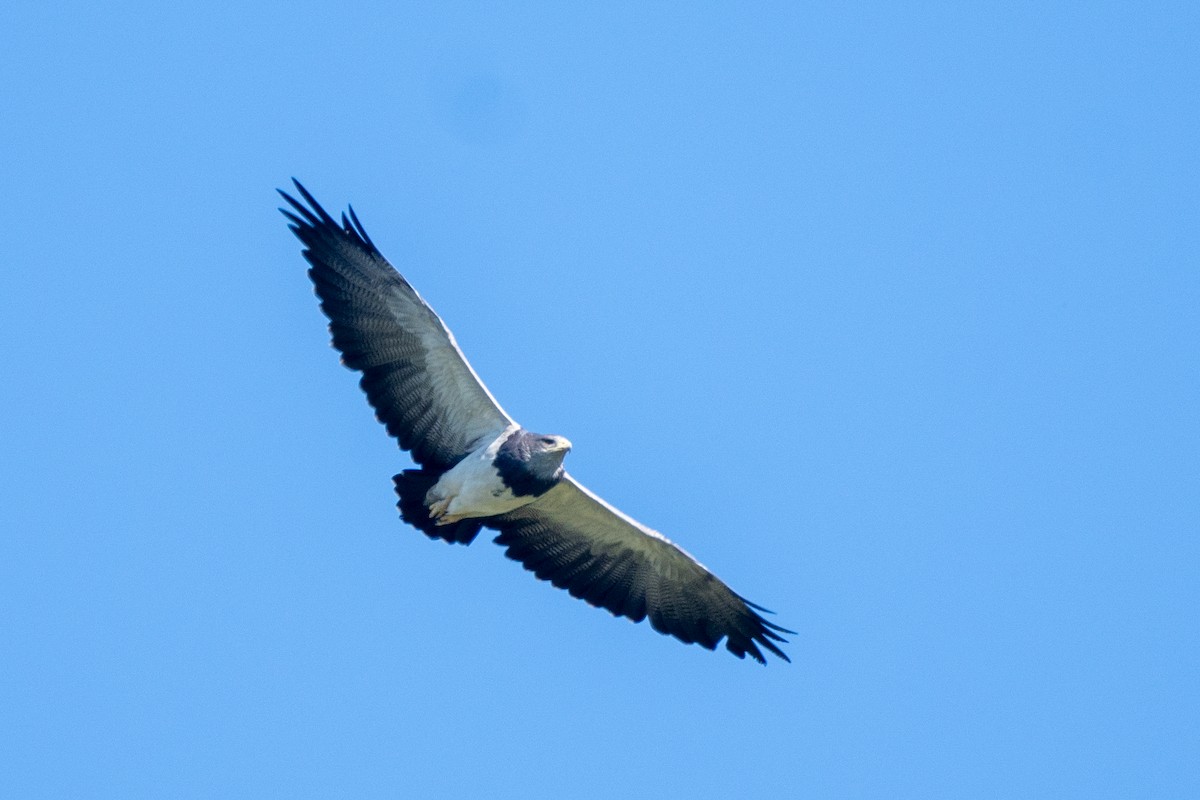 Black-chested Buzzard-Eagle - Gonzalo González Mora