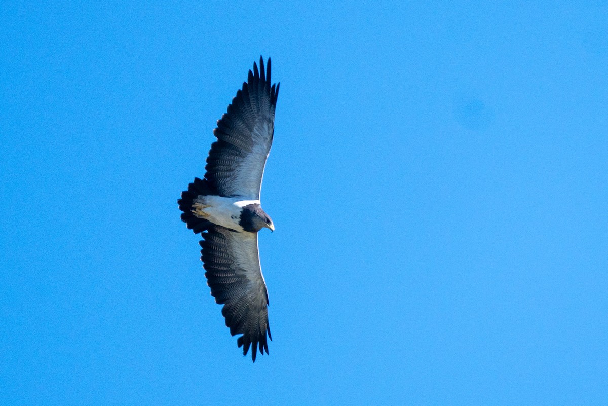 Black-chested Buzzard-Eagle - Gonzalo González Mora