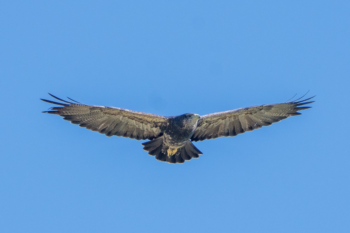 Black-chested Buzzard-Eagle - Gonzalo González Mora