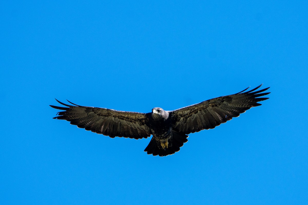 Black-chested Buzzard-Eagle - Gonzalo González Mora