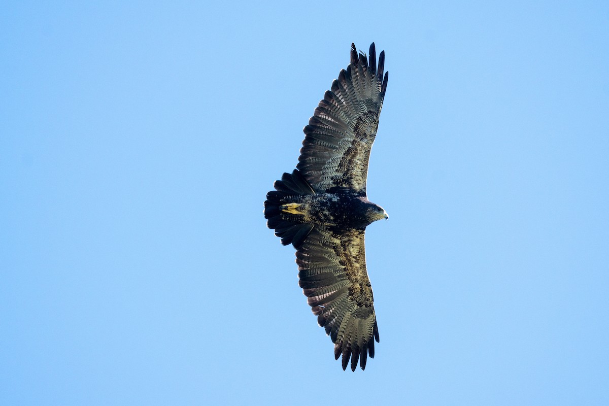 Águila Mora - ML613325472