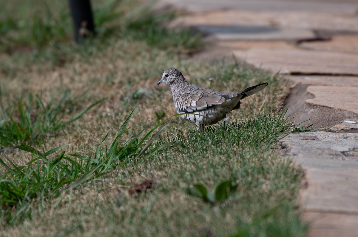 Scaled Dove - ML613325803