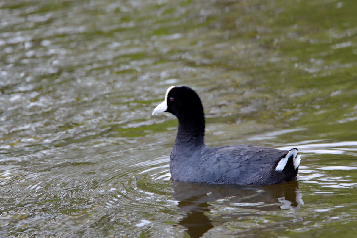 Hawaiian Coot - Arthur Krasniewicz