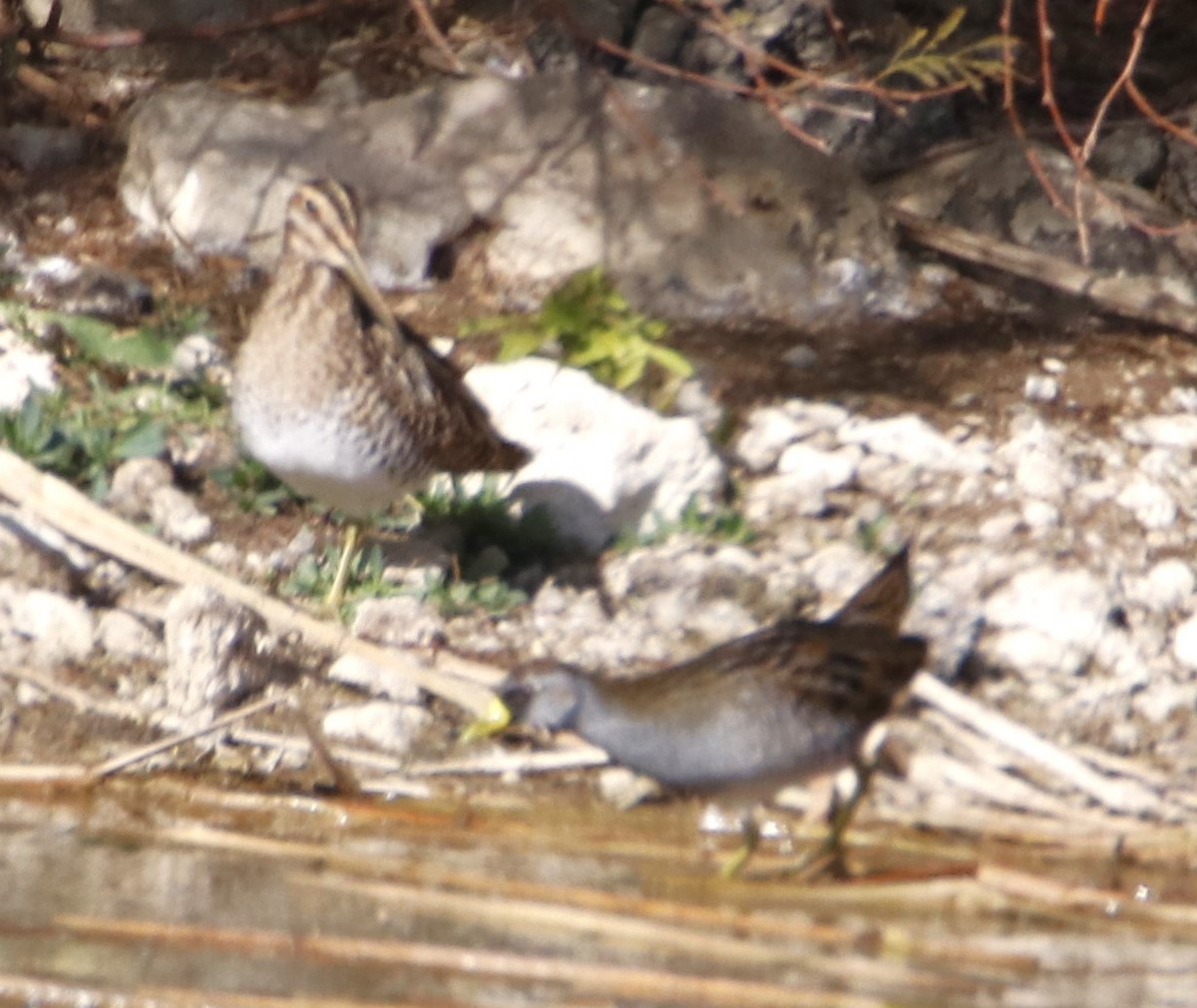 Wilson's Snipe - ML613325855