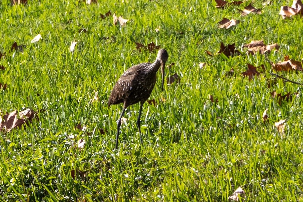 Limpkin - ML613326021