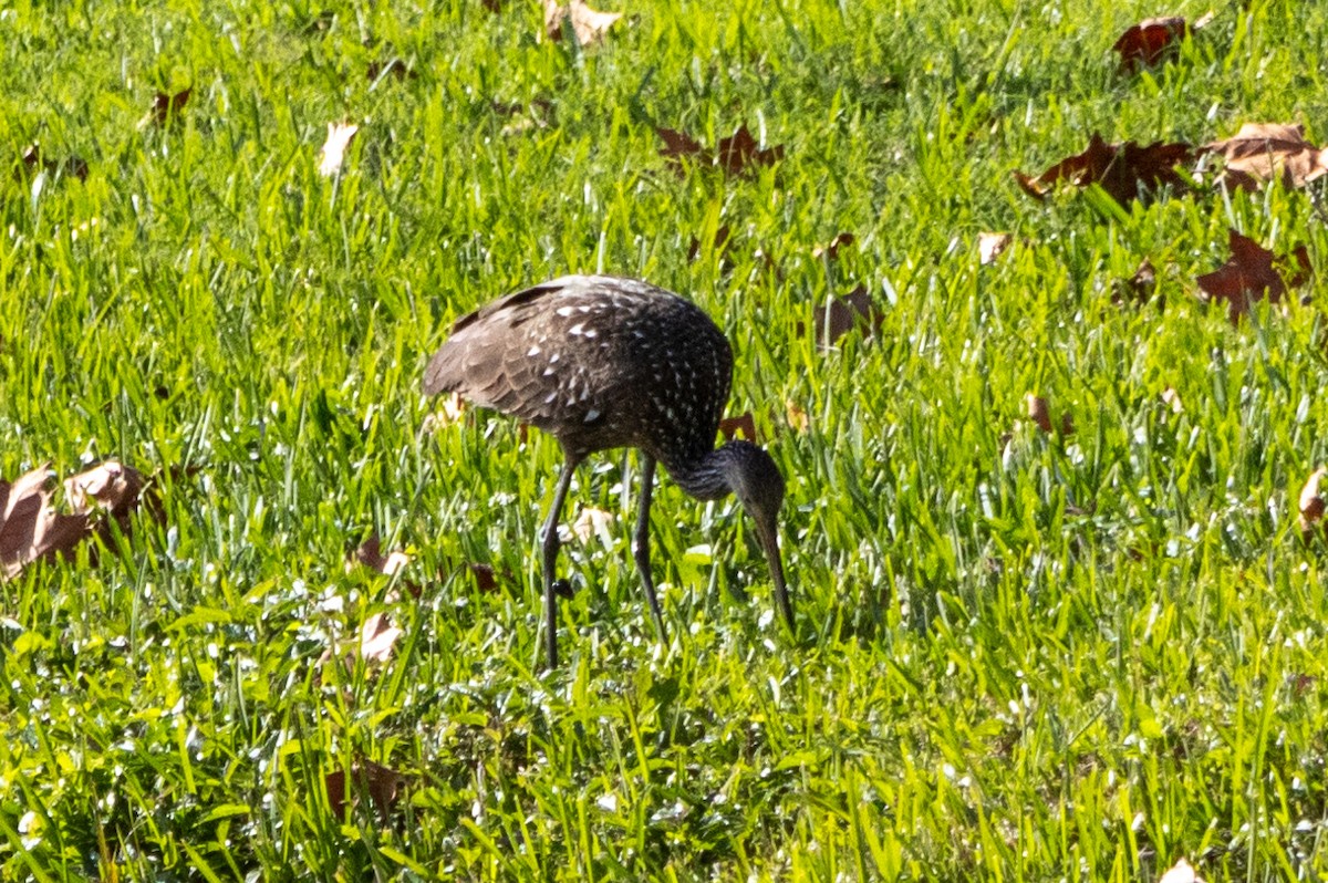 Limpkin - ML613326022