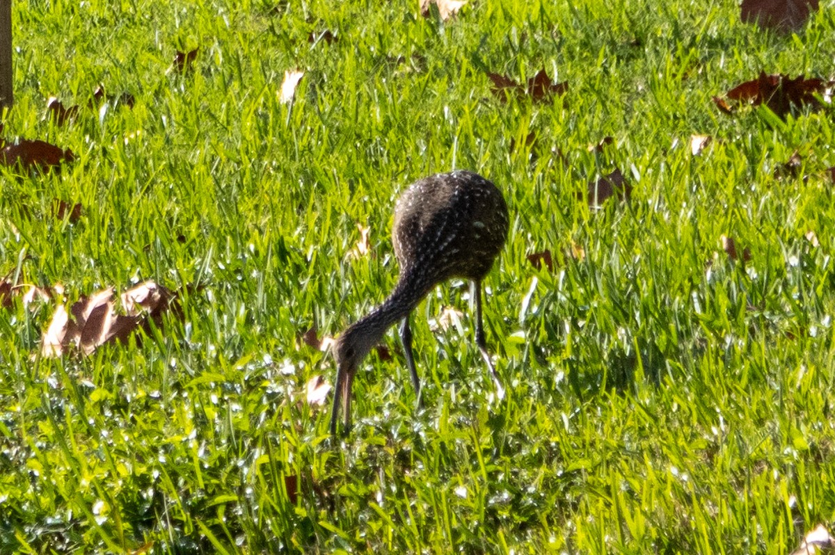 Limpkin - ML613326023