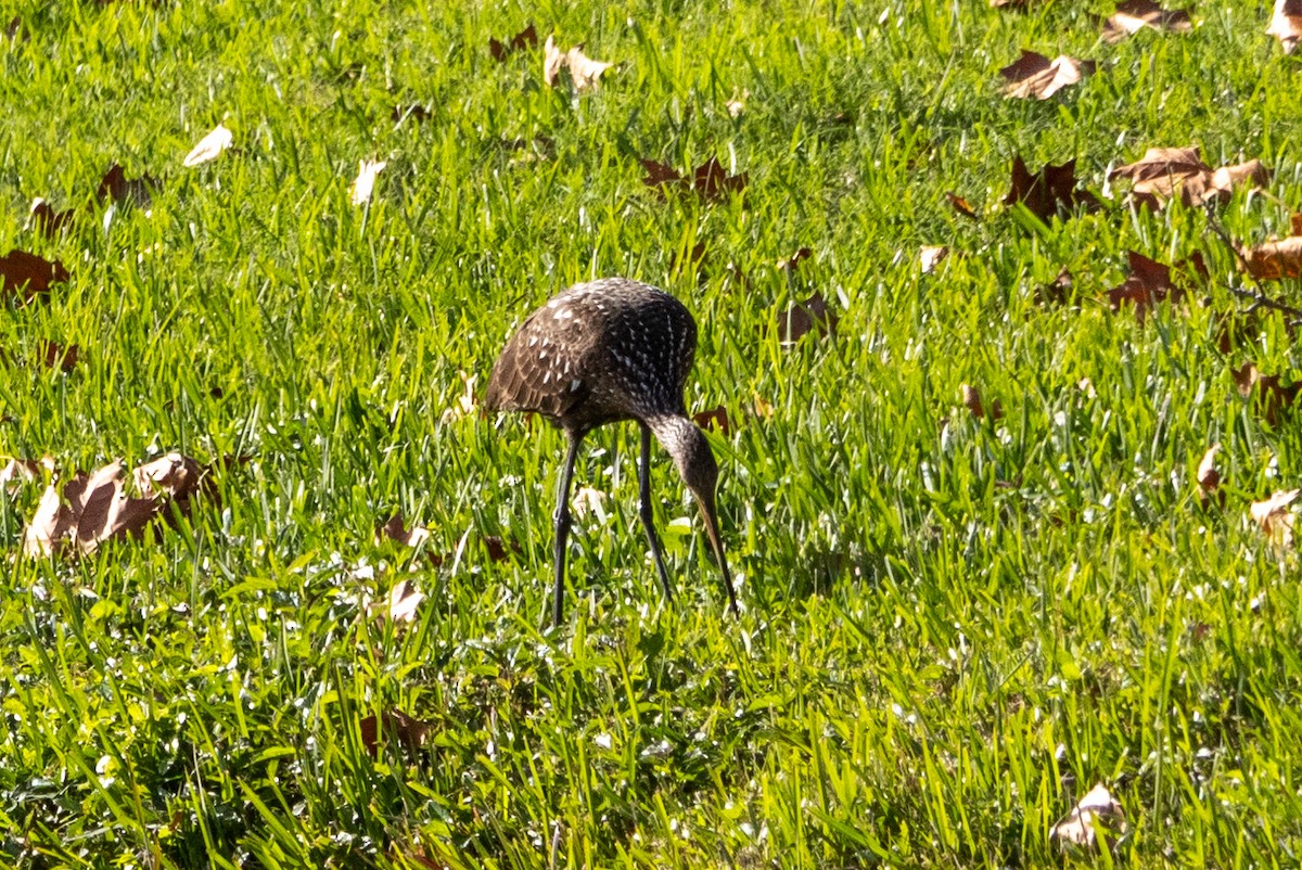 Limpkin - ML613326024