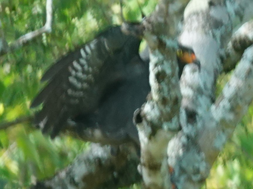 Slender-billed Kite - ML613326036