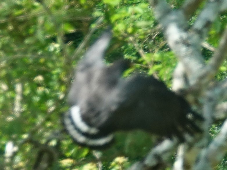 Slender-billed Kite - ML613326040